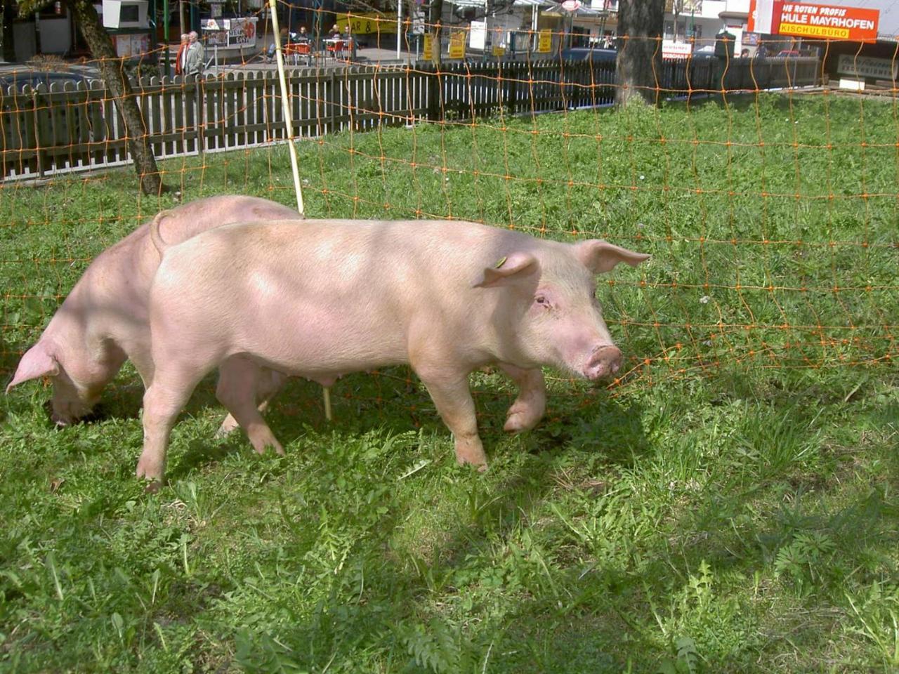 Ederfeld